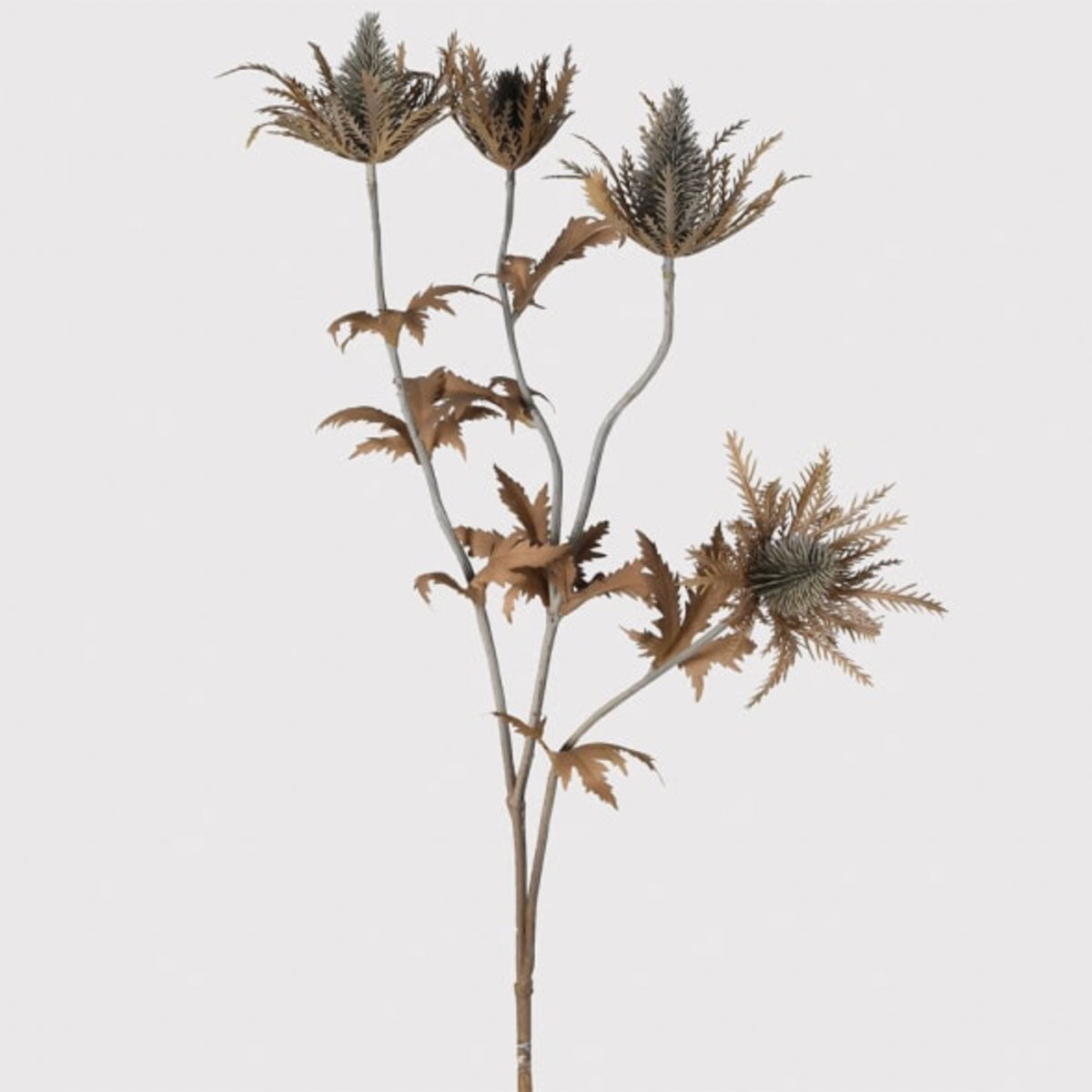 Dried Thistle Spray