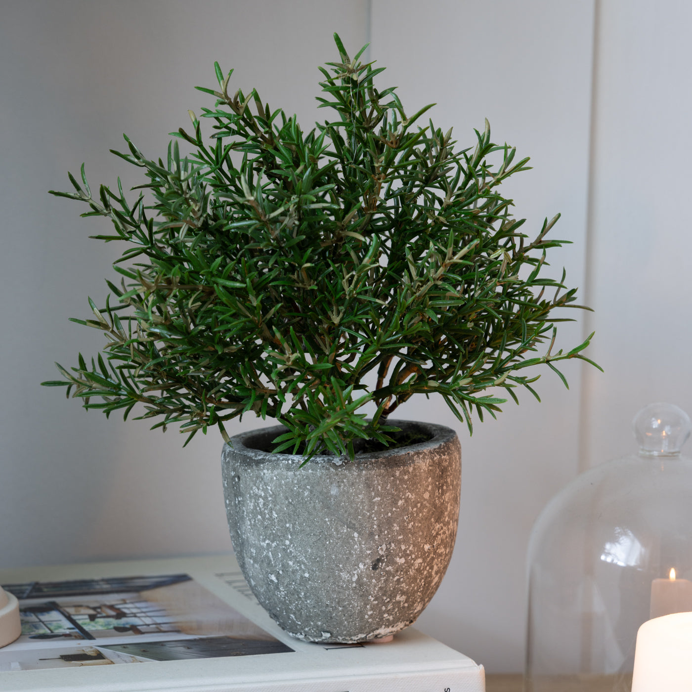 Rosemary Bush in Clay Pot