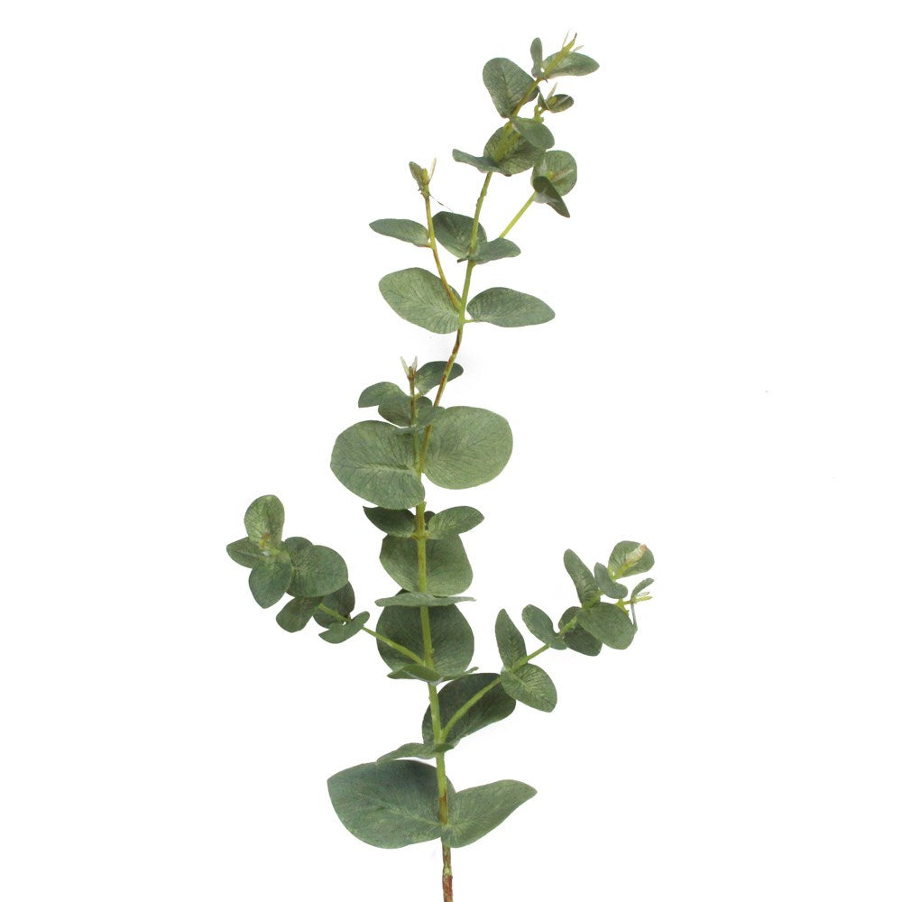 Eucalyptus Stem
