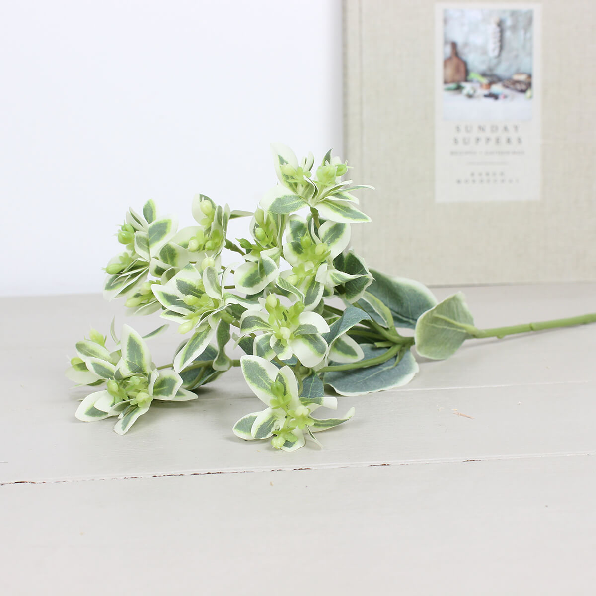 Snow On The Mountain Spray