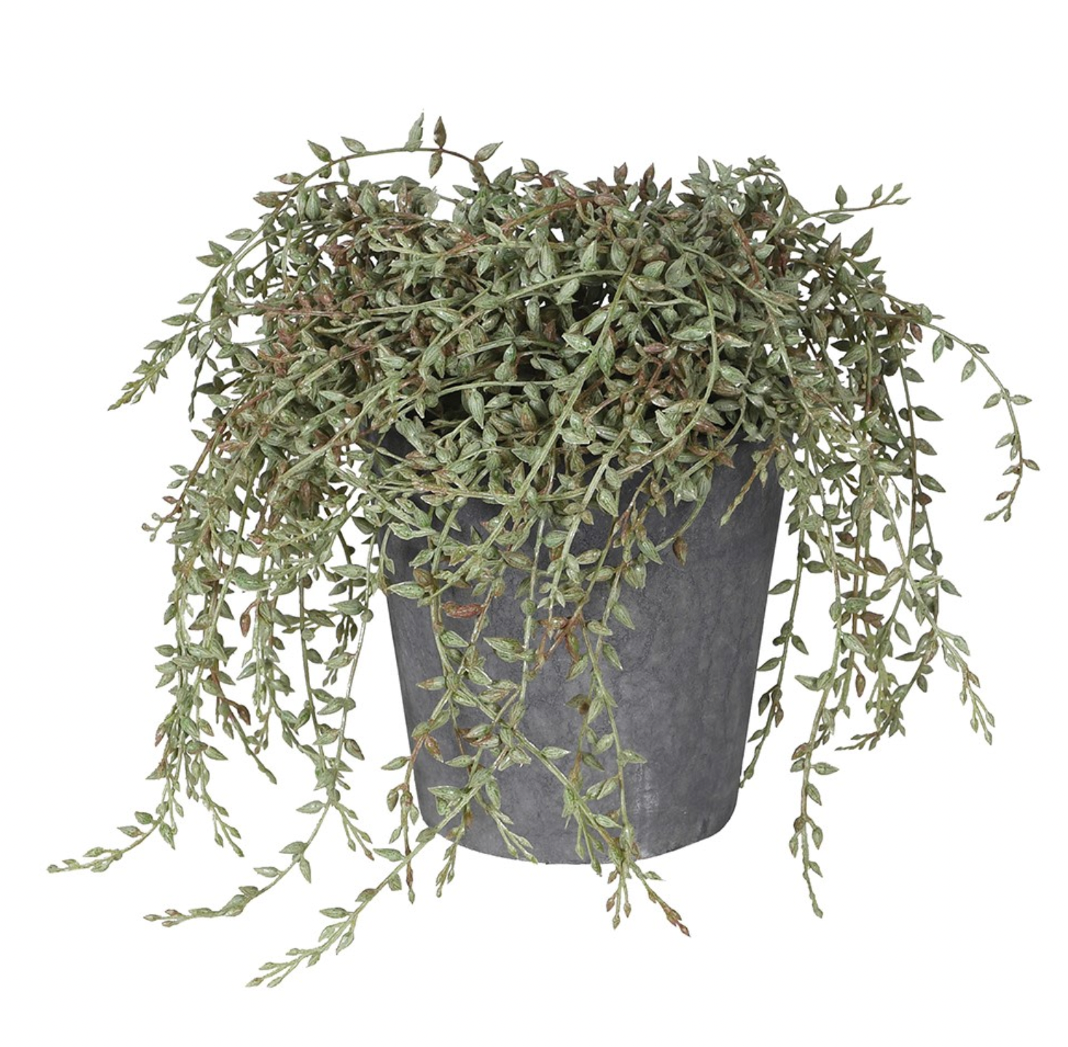 Senecio Plant In Clay Pot