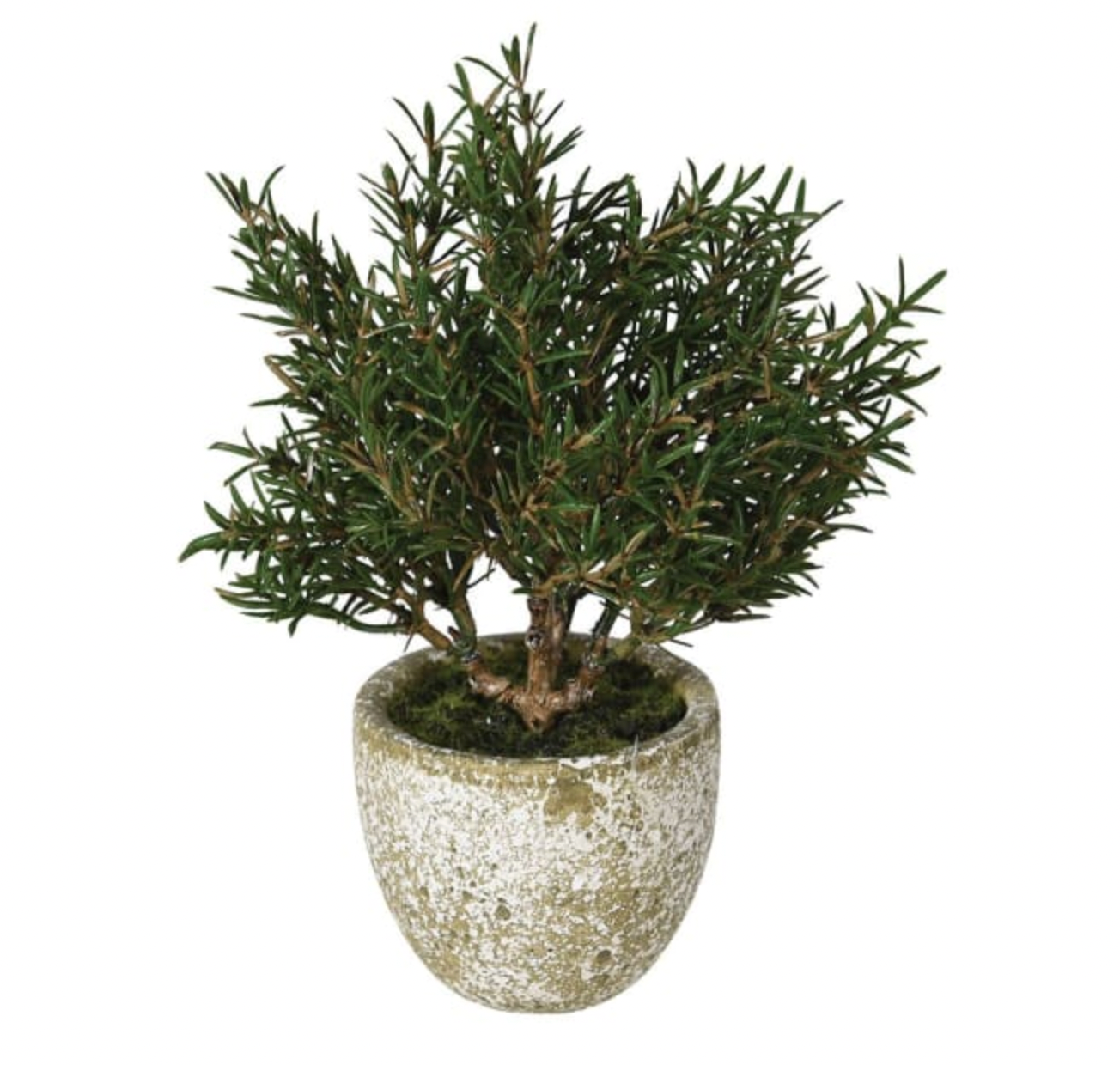 Rosemary Bush in Clay Pot