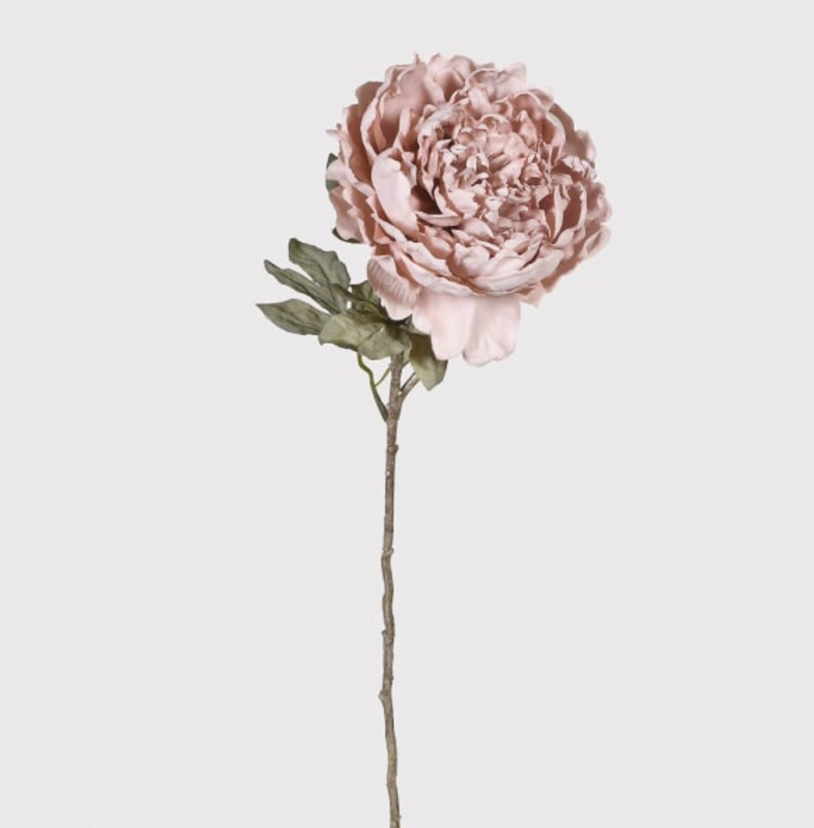 Dusky Pink Peony Spray with Leaves