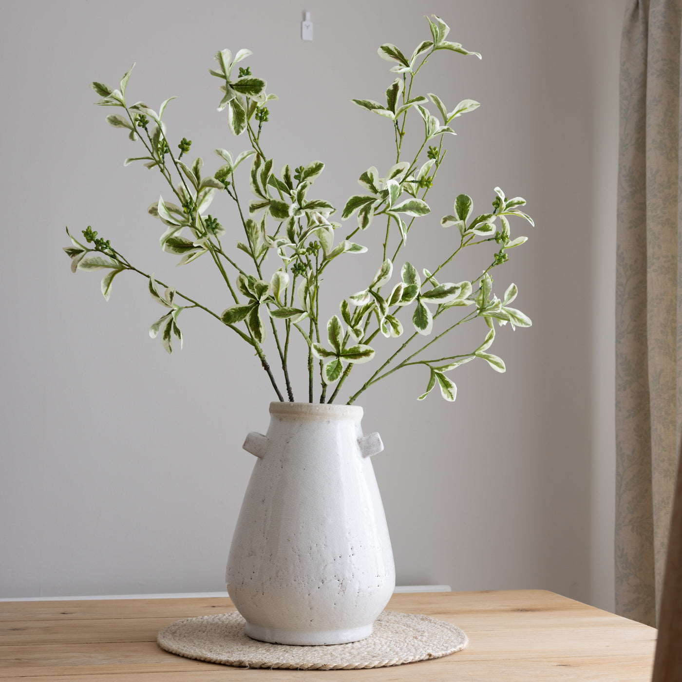 Variegated Ficus Leaf Stem