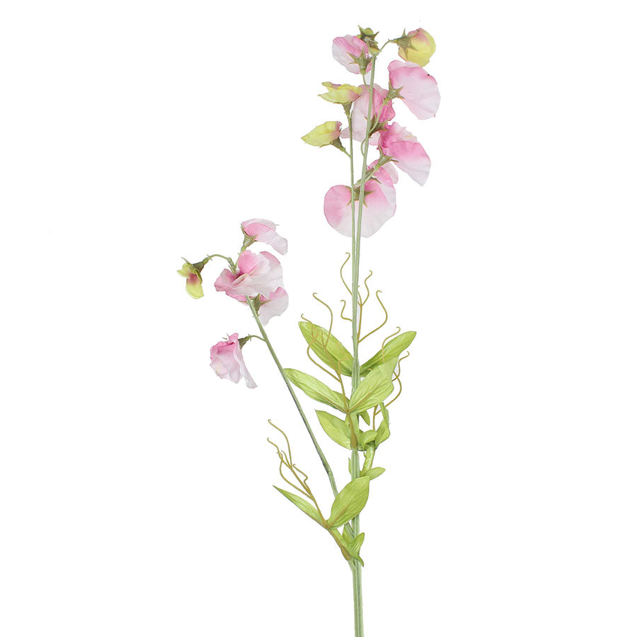 Sweet Pea Spray