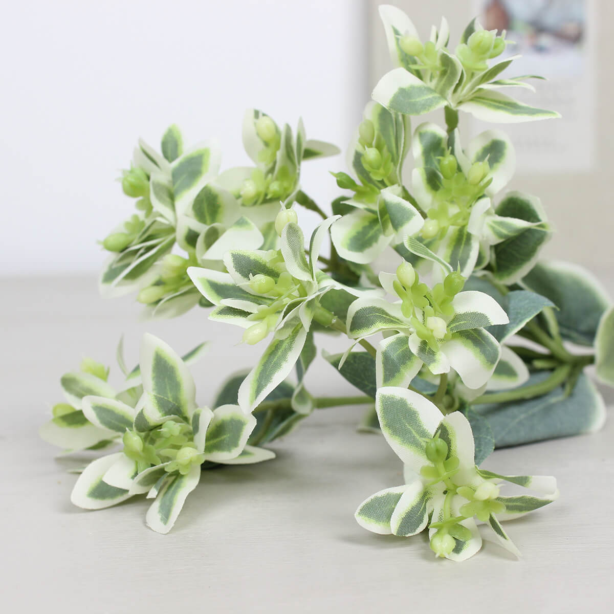 Snow On The Mountain Spray