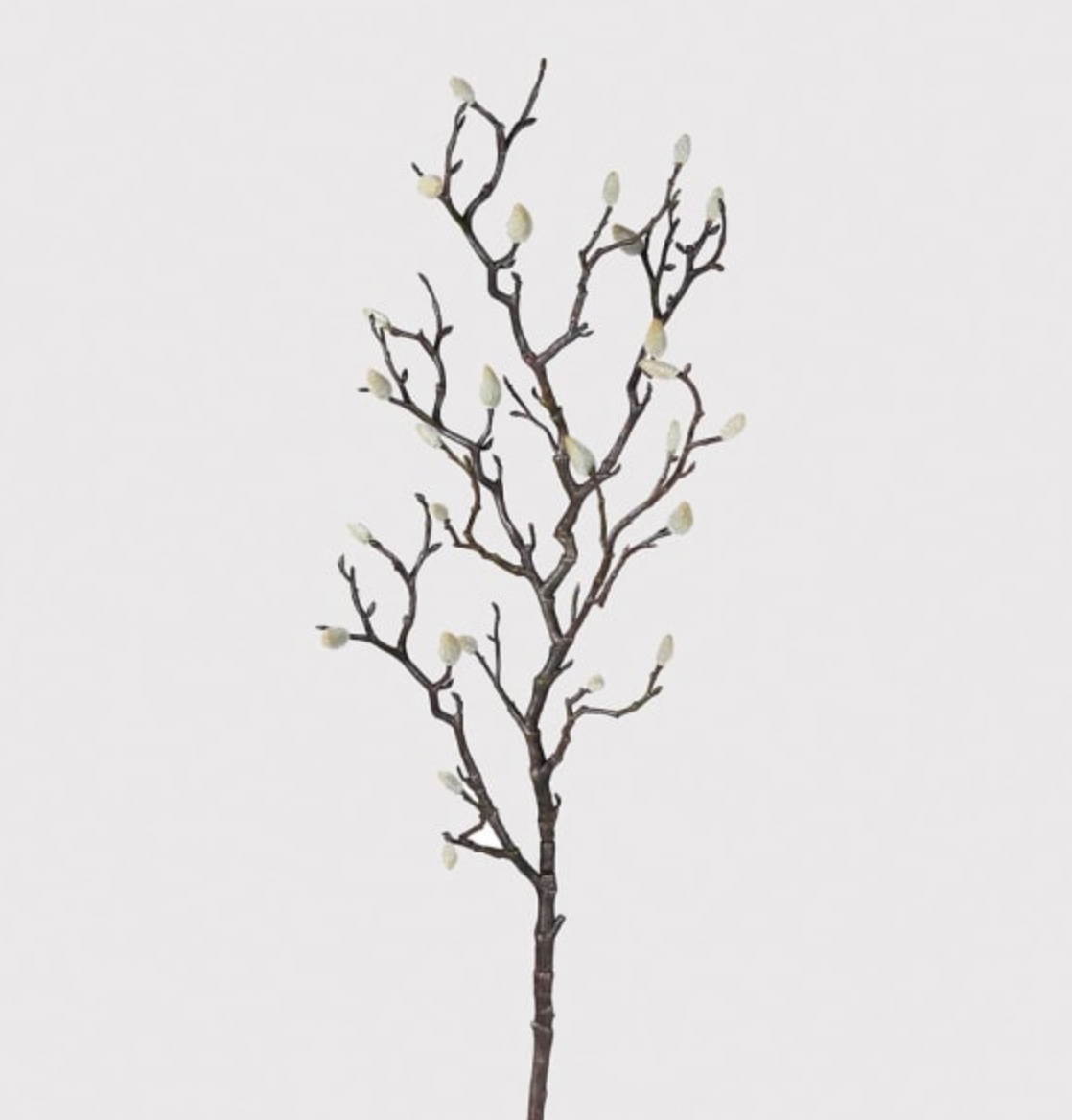 Magnolia Bud Branch