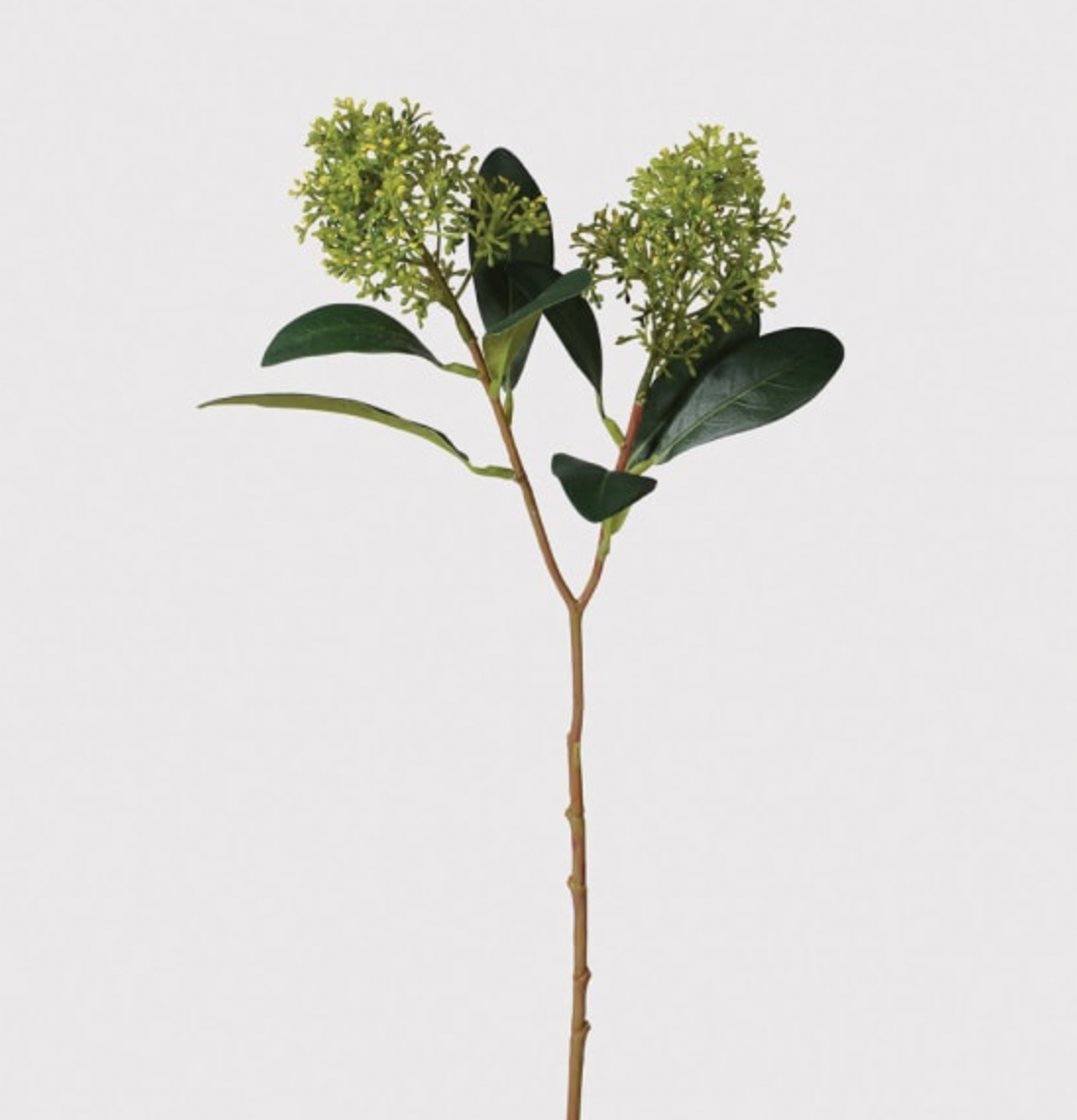 Green Skimmia Spray